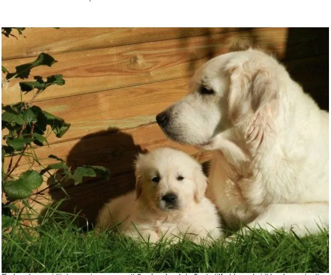 Hvad behøver en drægtig hunhund